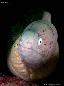 Moray eel portrait I. (Siderea grisea) by Bea & Stef Primatesta 